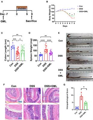 Glycerol monolaurate ameliorates DSS-induced acute colitis by inhibiting infiltration of Th17, neutrophils, macrophages and altering the gut microbiota